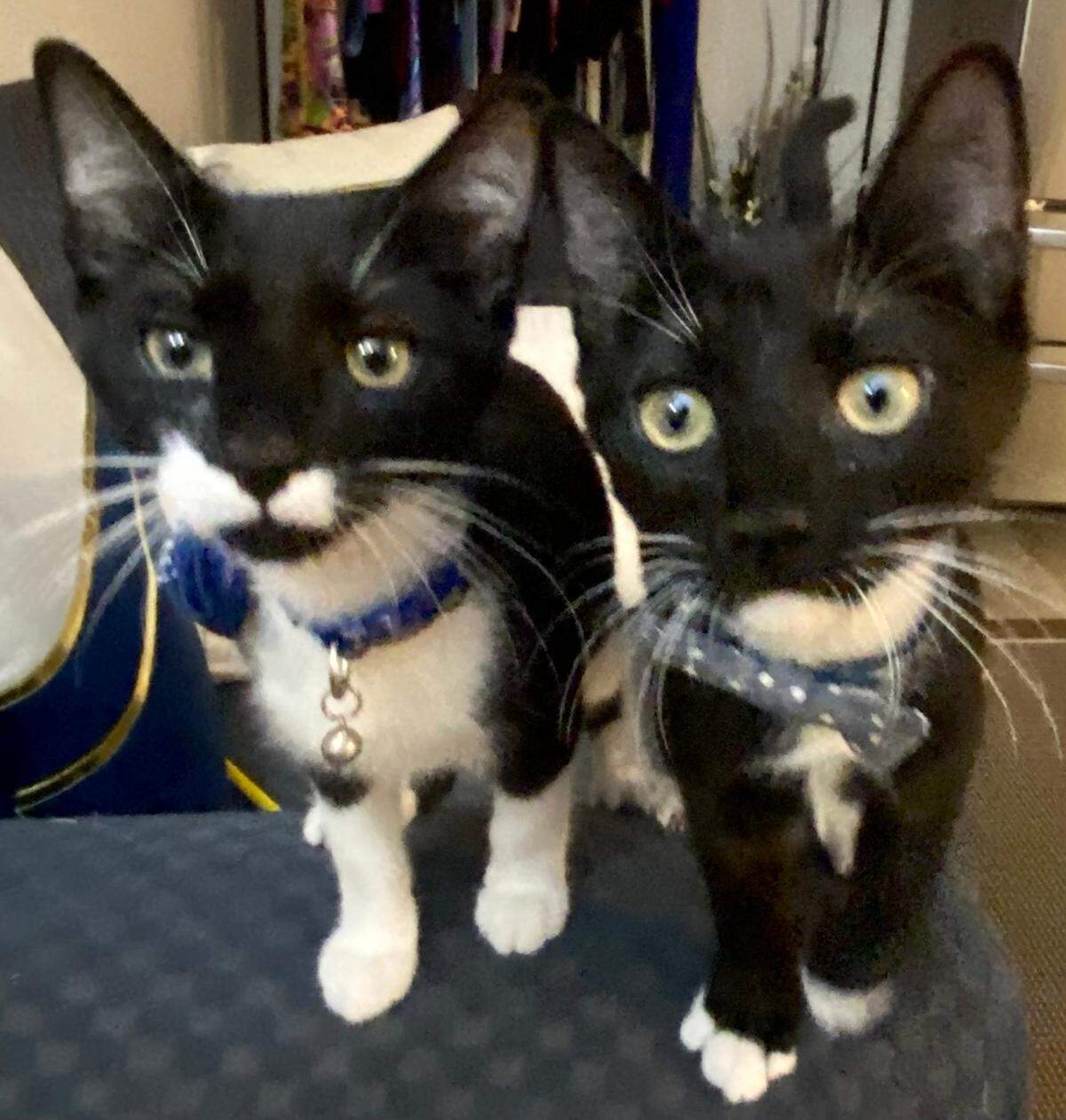 Chico and Teco were named a finalists in The Charlotte Observer’s “cutest cat in Charlotte” contest in fall 2024.