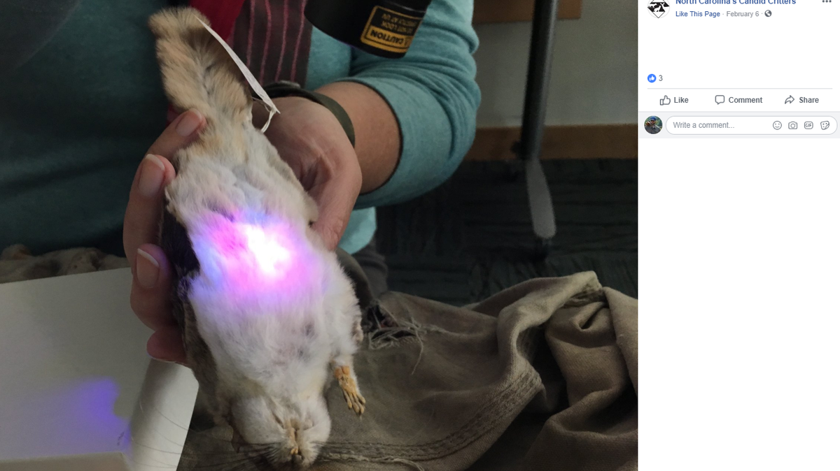 Many of North Carolina’s large flying squirrels can glow pink under ultraviolet light, say biologists. NC Candid Critters/VMNH Paleontology Lab