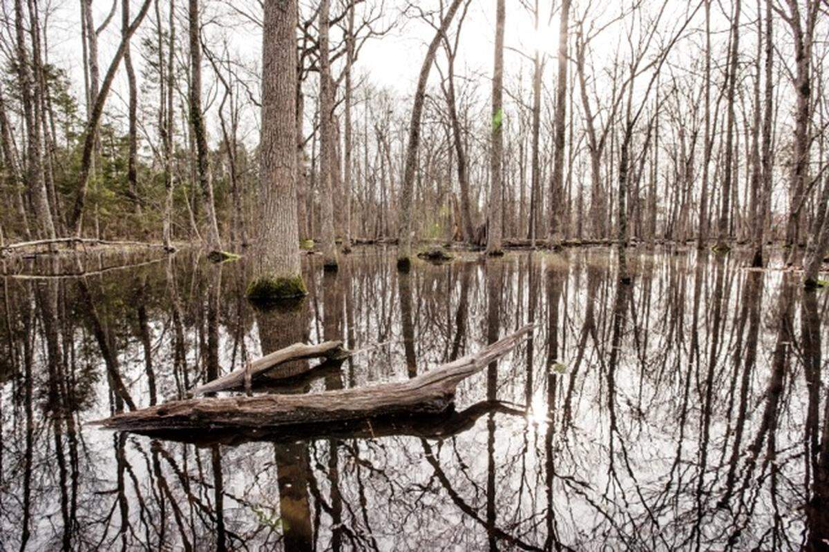 The 45-acres currently included in Whitehall Nature Preserve were originally protected as a wetlands mitigation site to offset impacts to a similar area in the path of Interstate 485, officials say. 