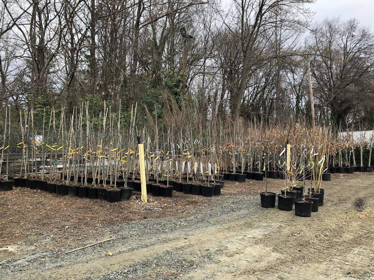 TreesCharlotte free giveaway will include flowering varieties, evergreens and canopy builders.