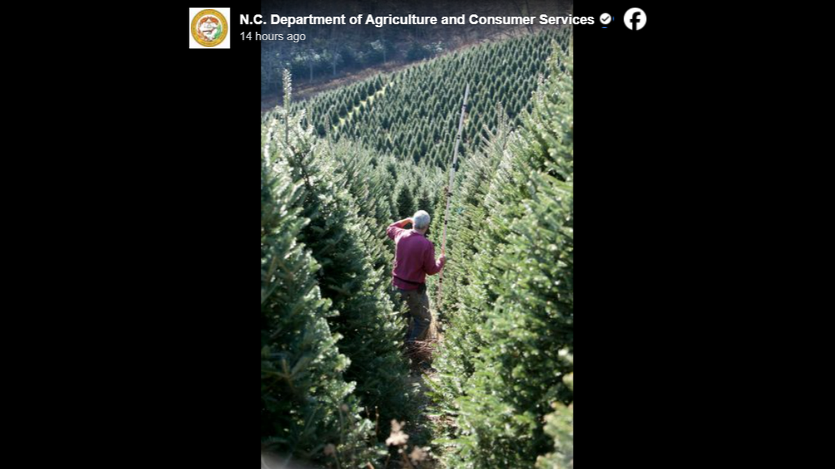NC’s Christmas tree industry — the second biggest in US — may be impacted by Helene