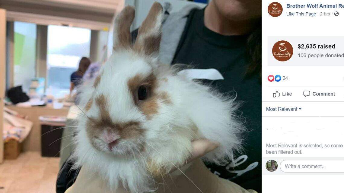 What do you do when 45 bunnies show up on your doorstep? NC rescue group needs help