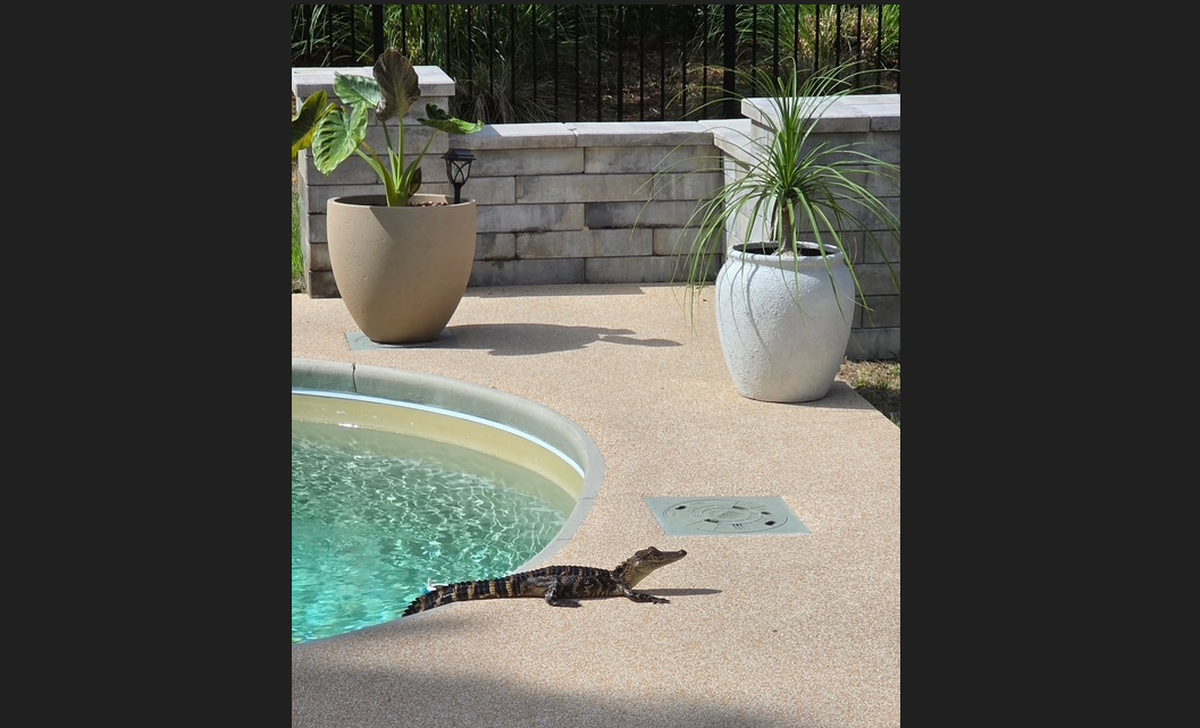 The 3-foot alligator would occasionally hop out of the pool to sun itself on the deck. However, J.D. Leipold came near, it would quickly jump back in the water.