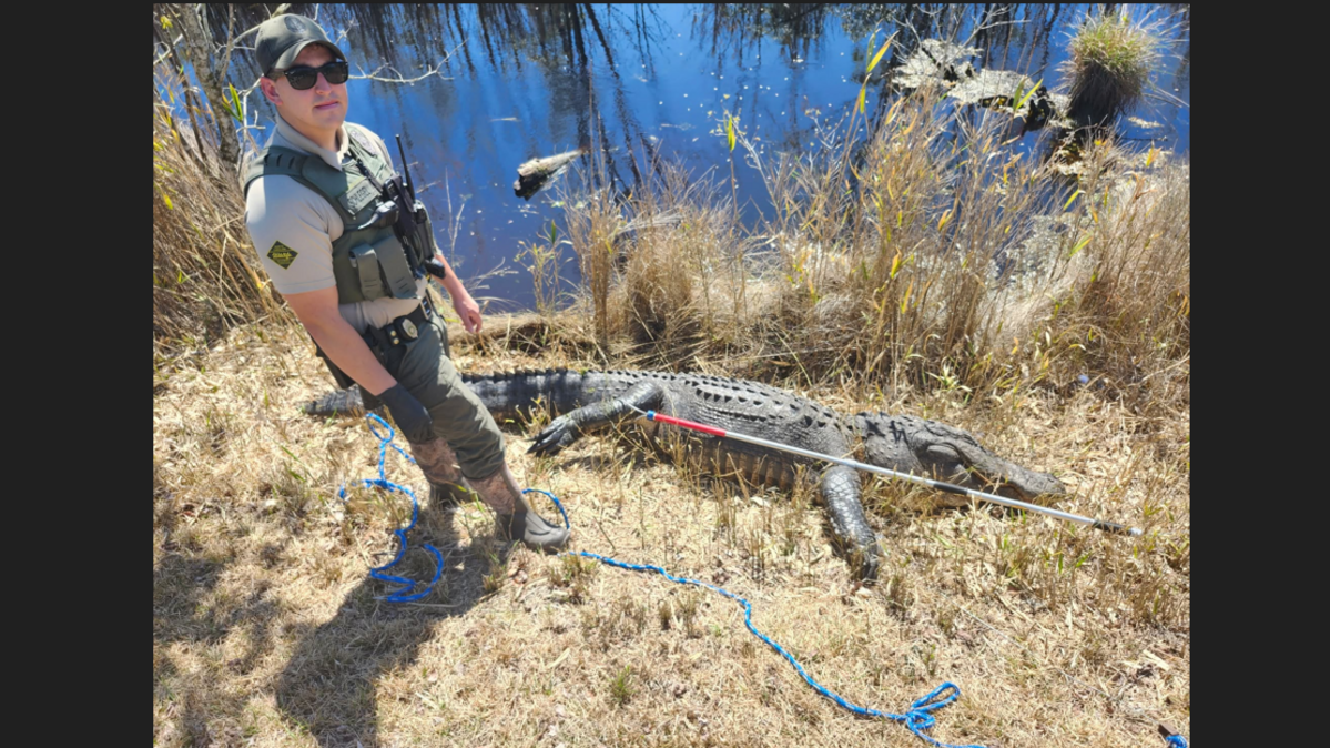 A Virginia man pleaded guilty to the unlawful taking of an alligator, after state wildlife officers discovered a 12-foot dead alligator left along U.S. 264 in Dare County, officials said.