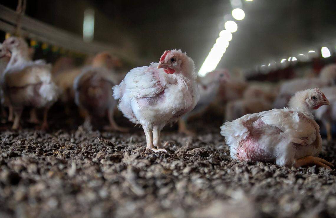 At a farm north of Greenville, N.C., young chickens recently bunched together inside a barn with thousands of others. Industrial-scale poultry farms like these are proliferating in North Carolina, a state that does little to regulate the industry. Critics say that’s hurt the environment and disrupted the lives of neighboring residents.
