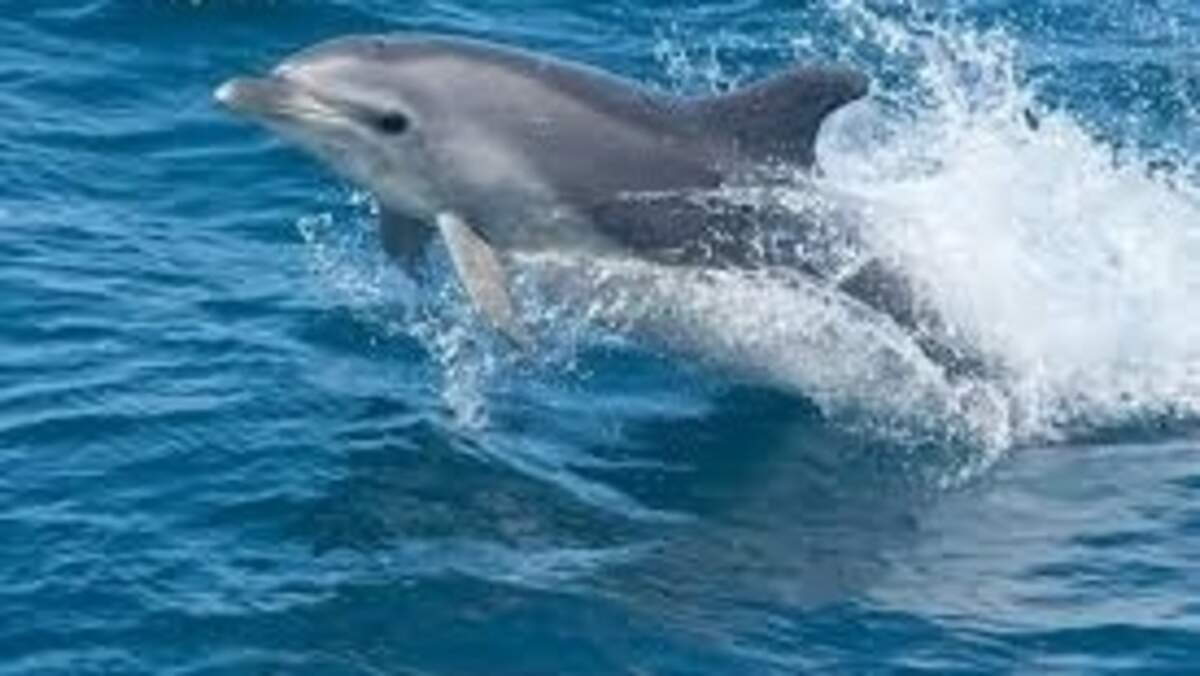 Bottlenose dolphins can live to 60 years and are a protected species in the Western North Atlantic, according to NOAA Fisheries. This is not the dolphin found dead in Blount’s Creek.