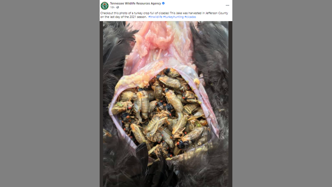 A turkey hunter made a stomach-turning discovery after bagging a bird in Tennessee.