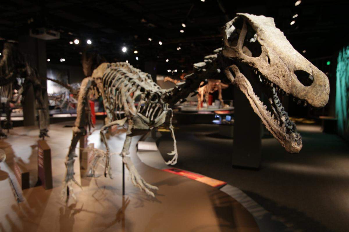 The “YUltimate Dinosaurs” exhibit at Discovery Place Uptown is is open now through Sept. 8. The show features 16 rarely seen and complete dinosaur specimens from the Southern Hemisphere.