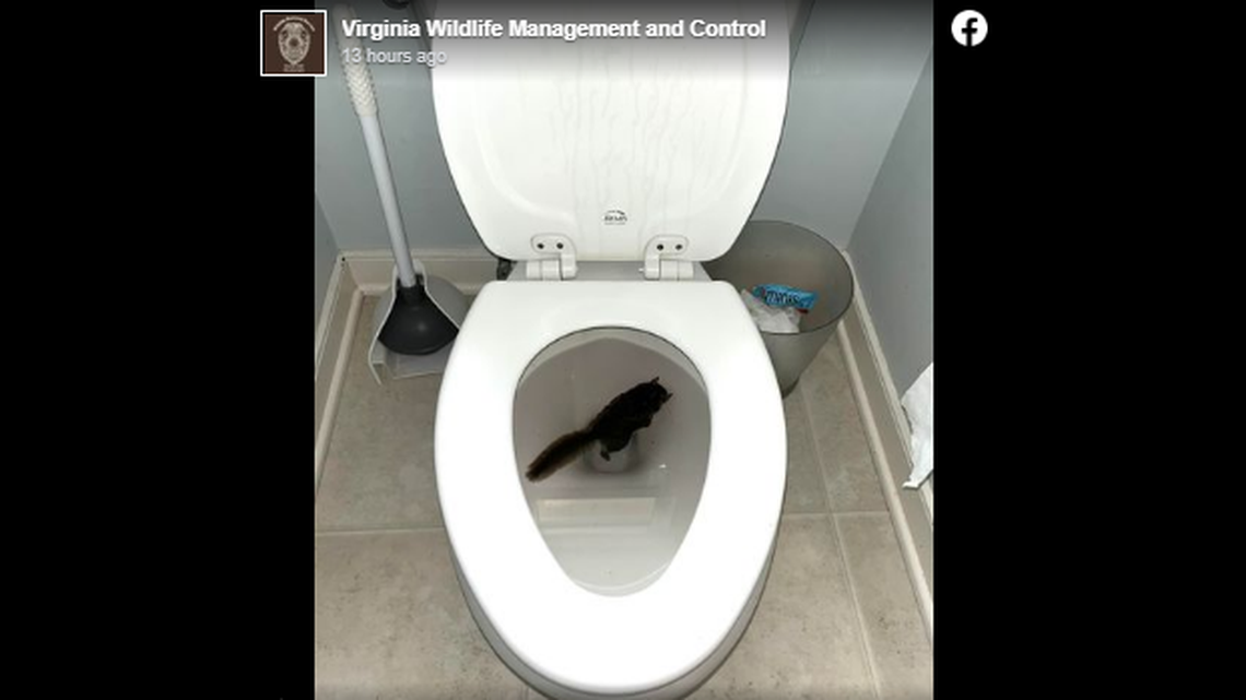 Man lifts toilet lid at Virginia home, finds a flying squirrel doggy paddling in bowl