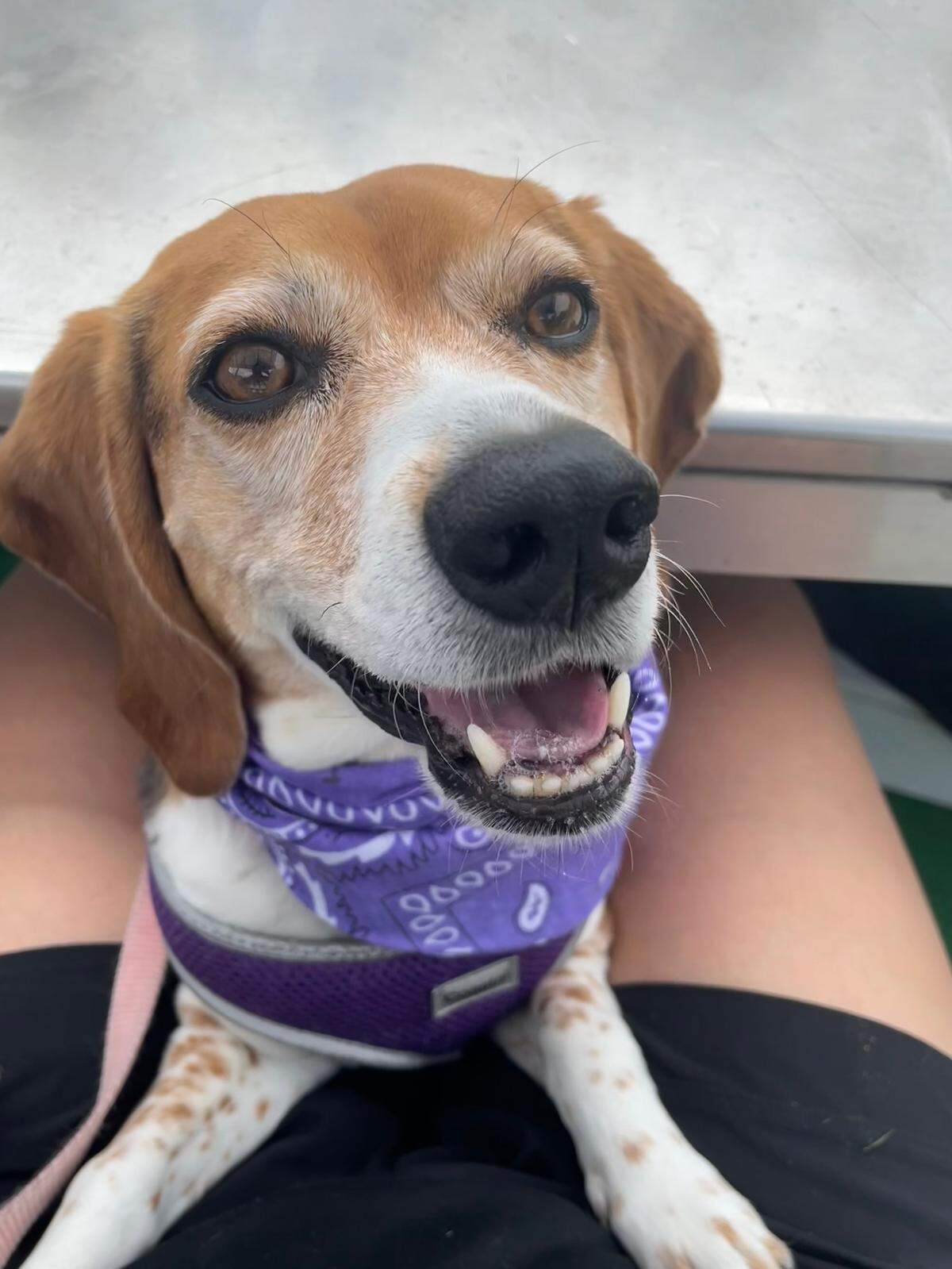 Phyllis Ann Margaret was named a finalist in The Charlotte Observer’s “cutest dog in Charlotte” contest in fall 2024.