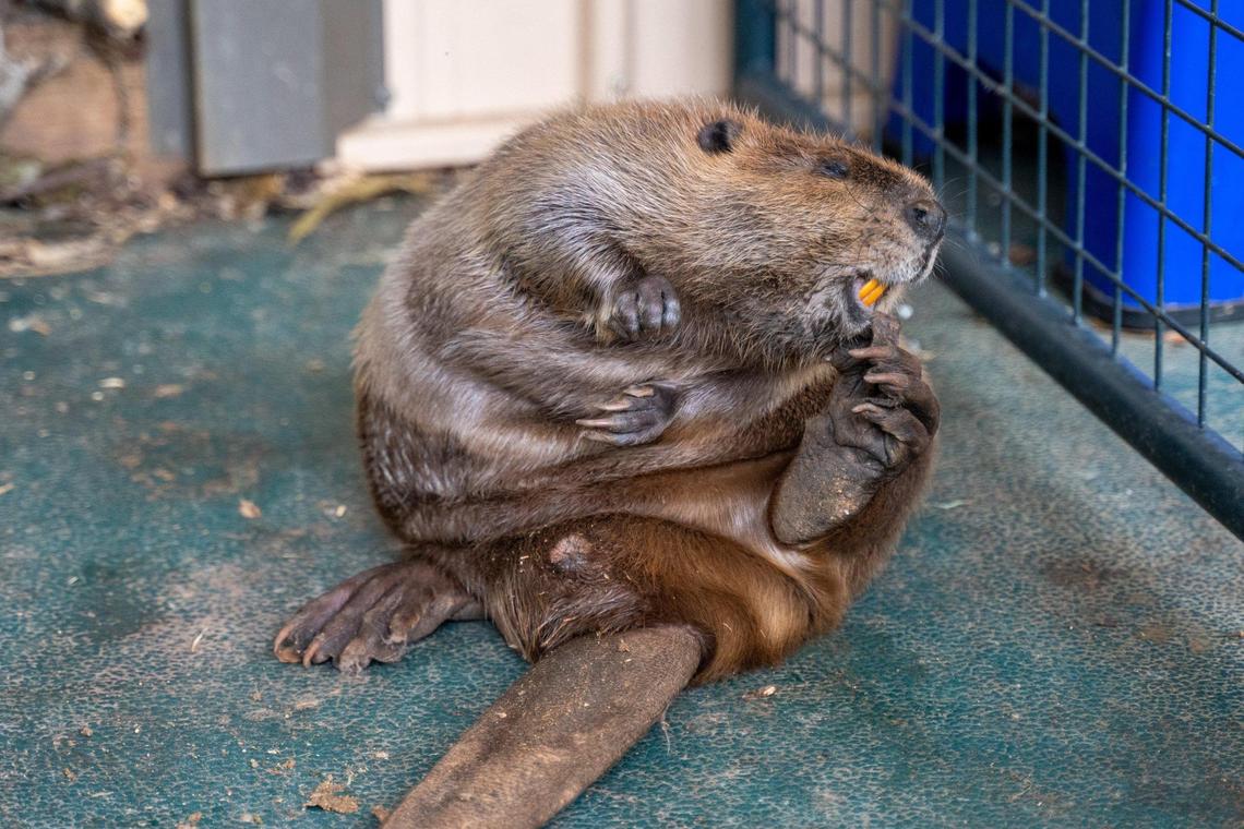 Beavers can recover and develop their skills at the Carolina Wildlife Conservation Center.