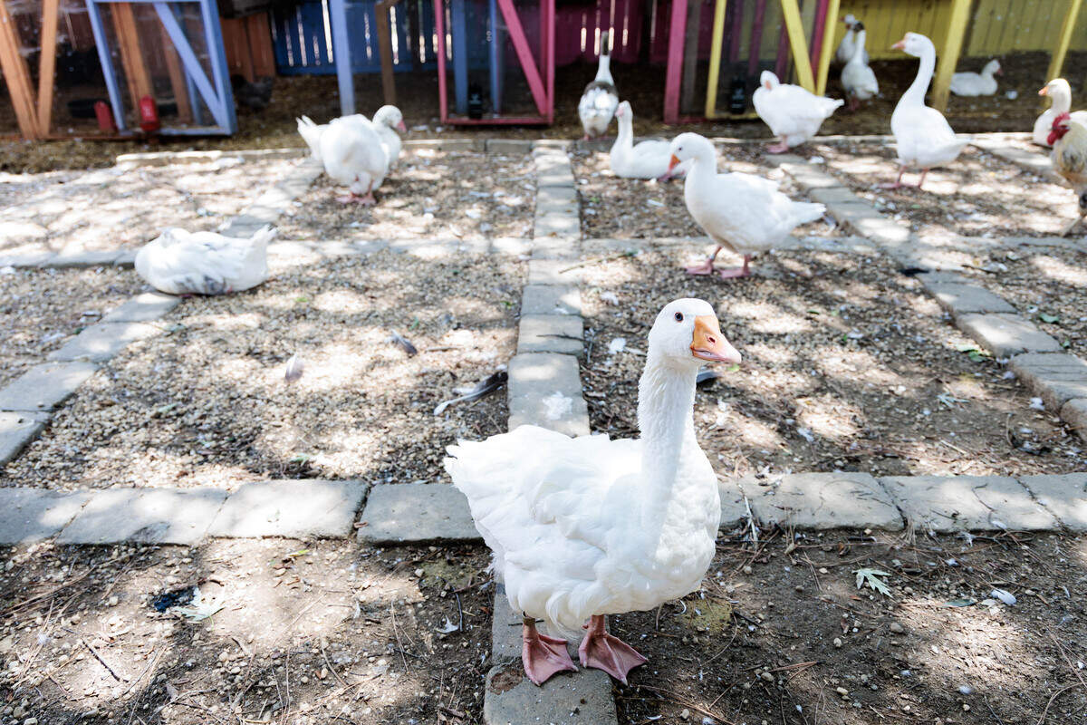 At its peak, Carolina Waterfowl Rescue in Indian Trail, N.C. houses 800 animals at a time, founder Jennifer Gordon said.