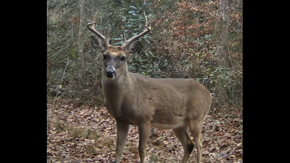It’s mating season for white tailed deer in North Carolina, which may explain why a buck became aggressive and attacked a woman at her mailbox in Wilkes County, NC, officials say. This is not the same buck.