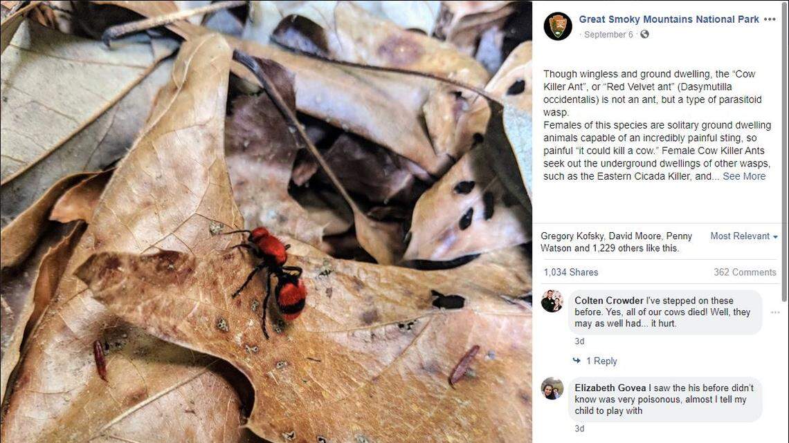 This insect has a powerful sting, wildlife officials say.
