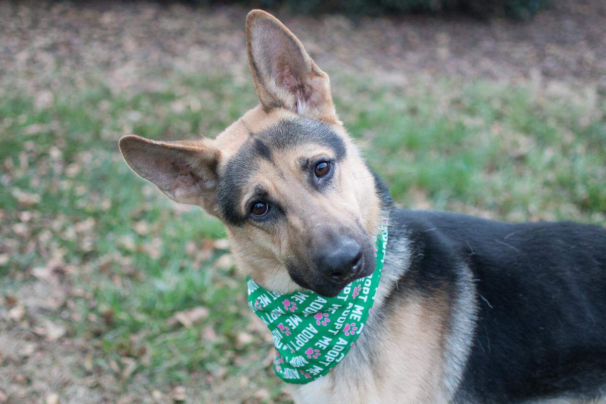 This 3-year-old German Shepherd was put up for adoption at CMPD Animal Care and Control.