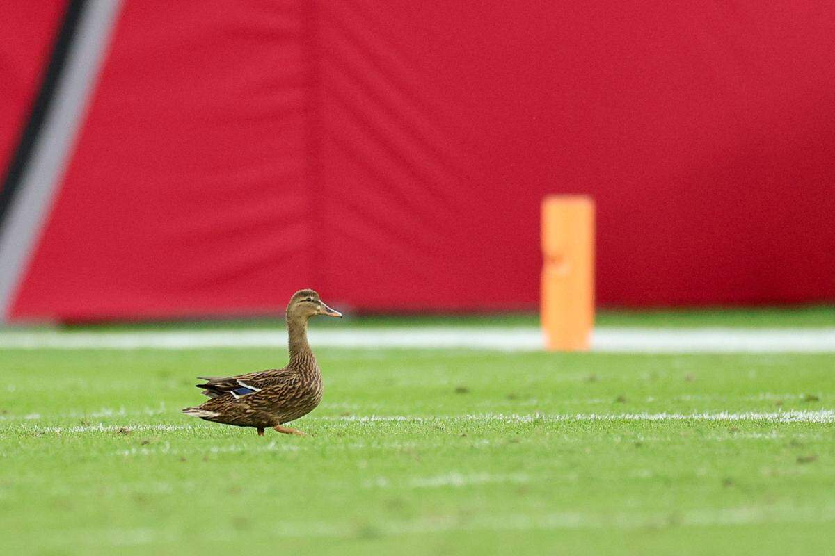 A duck stands on the field during an NFL game between eh Carolina Panthers and Tampa Bay Buccaneers in the third quarter at Raymond James Stadium in Tampa Bay, FL on Sunday, Dec. 29, 2024