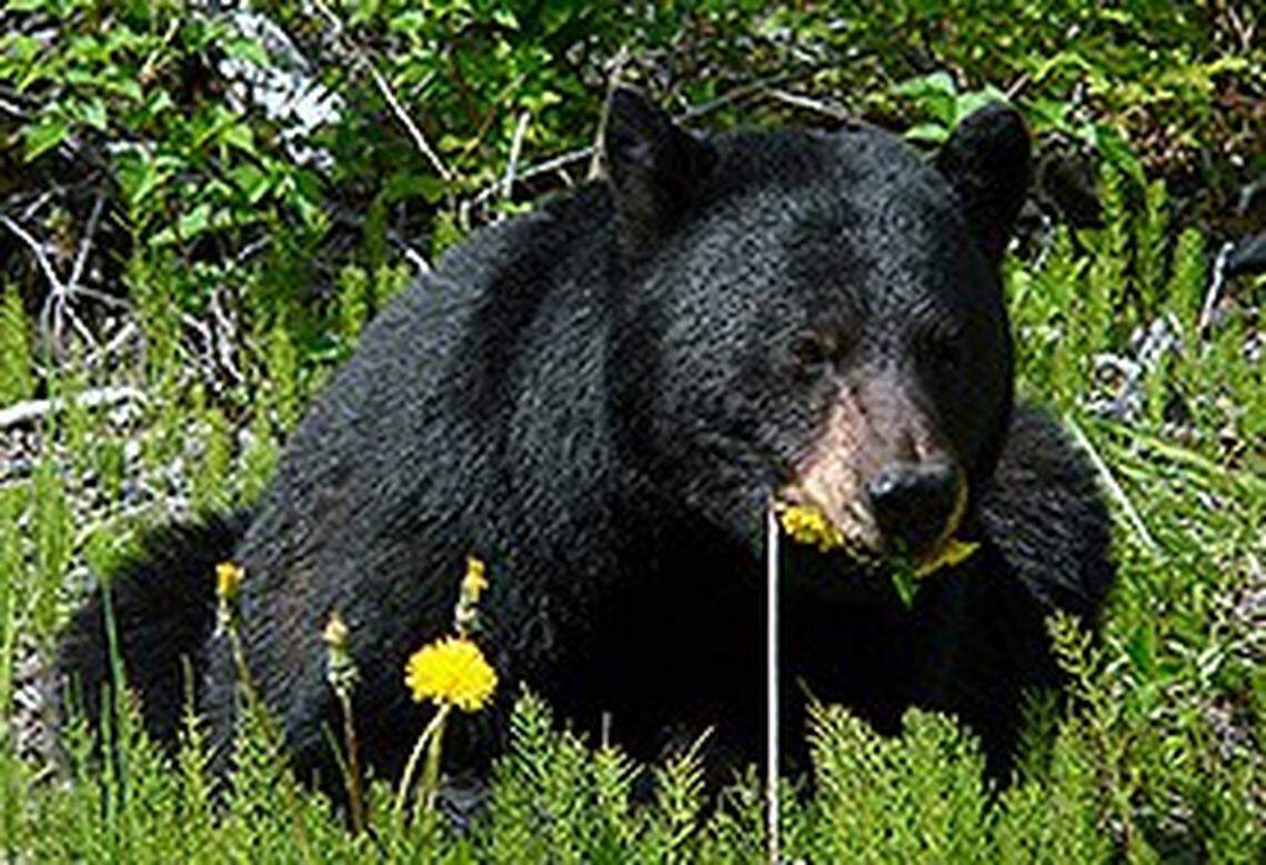 Black bears as big as 880 pounds have been found in North Carolina, the state says. One of the biggest bear populations in the southeast is found around Great Smoky Mountains National Park.