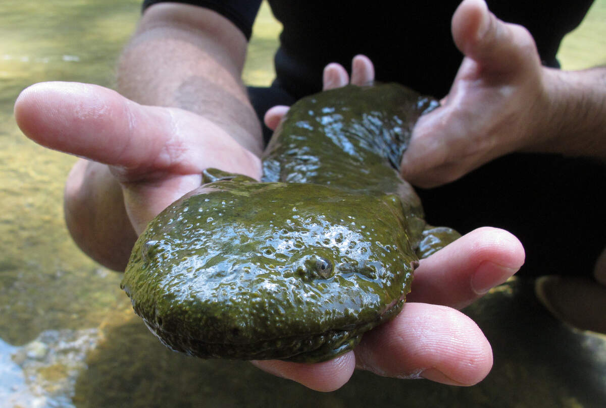 In this June 18, 2014, photo, Rod Williams, a Purdue University associate professor of herpetology, holds a hellbender that he and a team of students collected in southern Indiana’s Blue River near Corydon, Ind., during a survey of populations of the rare amphibian. Hellbenders, an aquatic animal that’s North America’s largest salamander, are endangered in Indiana and four other states and face habitat loss and other pressures in the 11 other mostly Eastern states where they live in swift-flowing, rocky rivers and streams. (AP Photo/Rick Callahan)