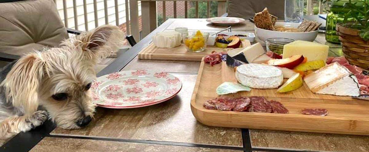 At her home in Quail Hollow Estates, Diane Colomer-Cheadle made a charcuterie and cheese plate for Sid the puppy during COVID quarantine — at least, that’s what Sid, a 5-year-old Morkie, appears to be thinking. “Enjoying a summer afternoon on the screened in porch, what is better than finger food? And even more, what is better than cheese? Nothing,” Colmer-Cheadle said.