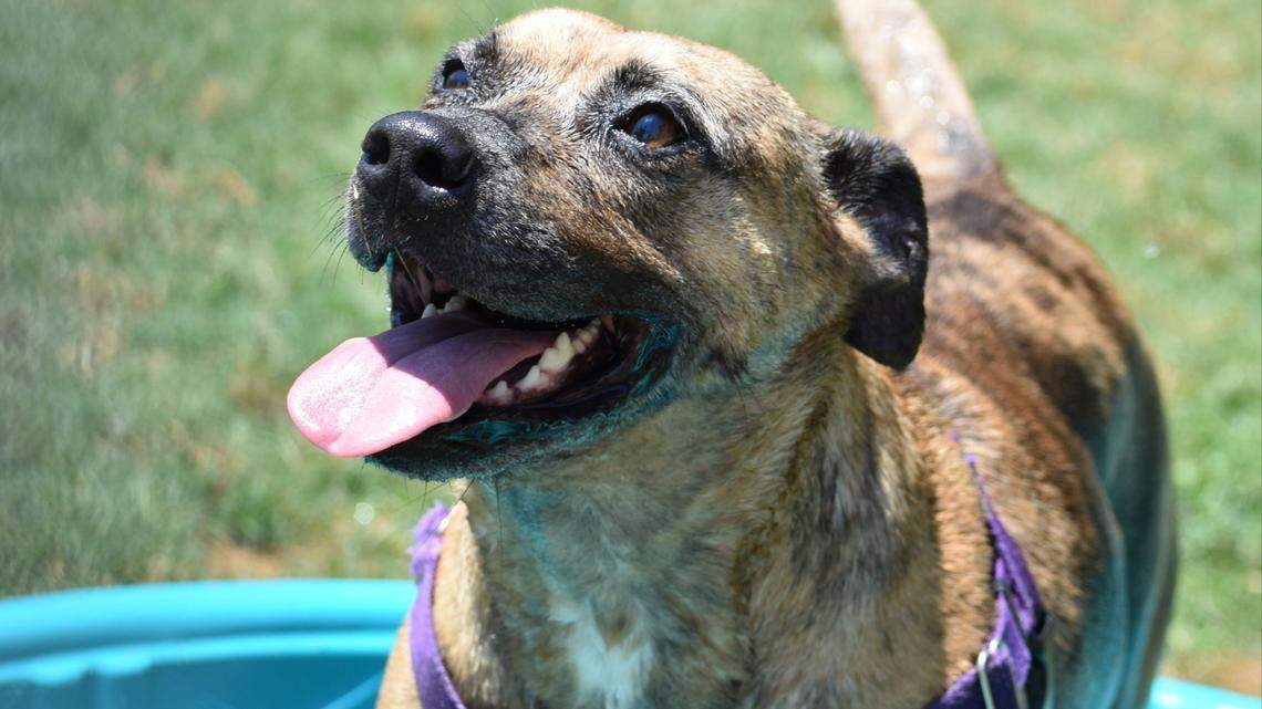 It takes a while to earn Gatty’s trust, but she has a softer side and will be a loyal companion to the right adopter, Humane Society staffers and volunteers say.