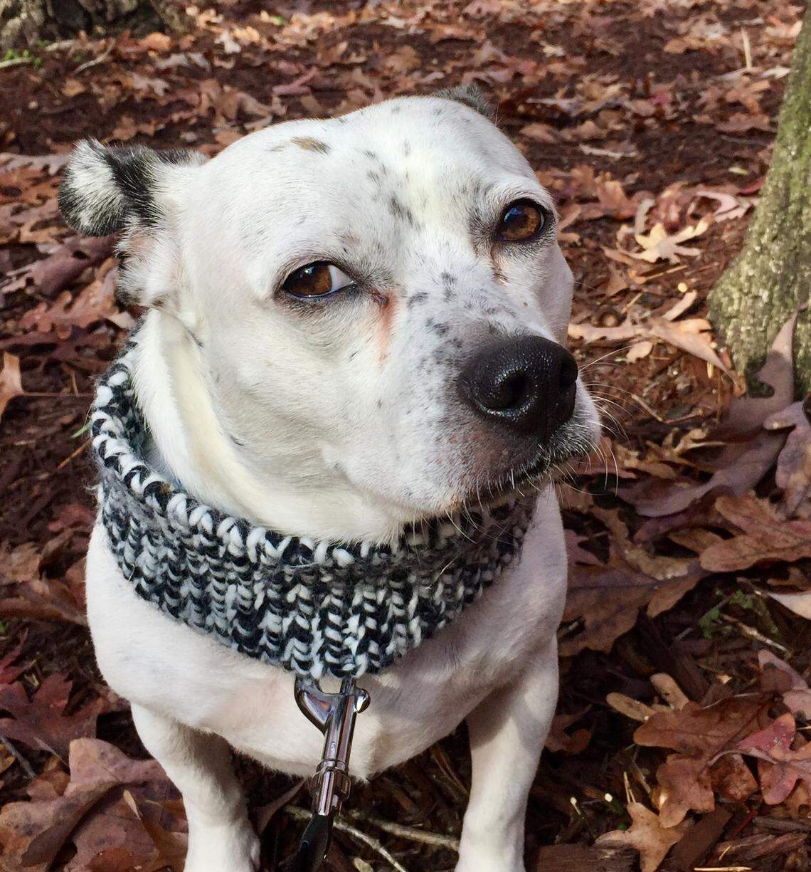 Rose was a member of the Fowler household for 12 years. Her DNA test showed that she was a combination of four breeds: Boston Terrier, pug, pit bull and Chihuahua. In other words, a mutt.