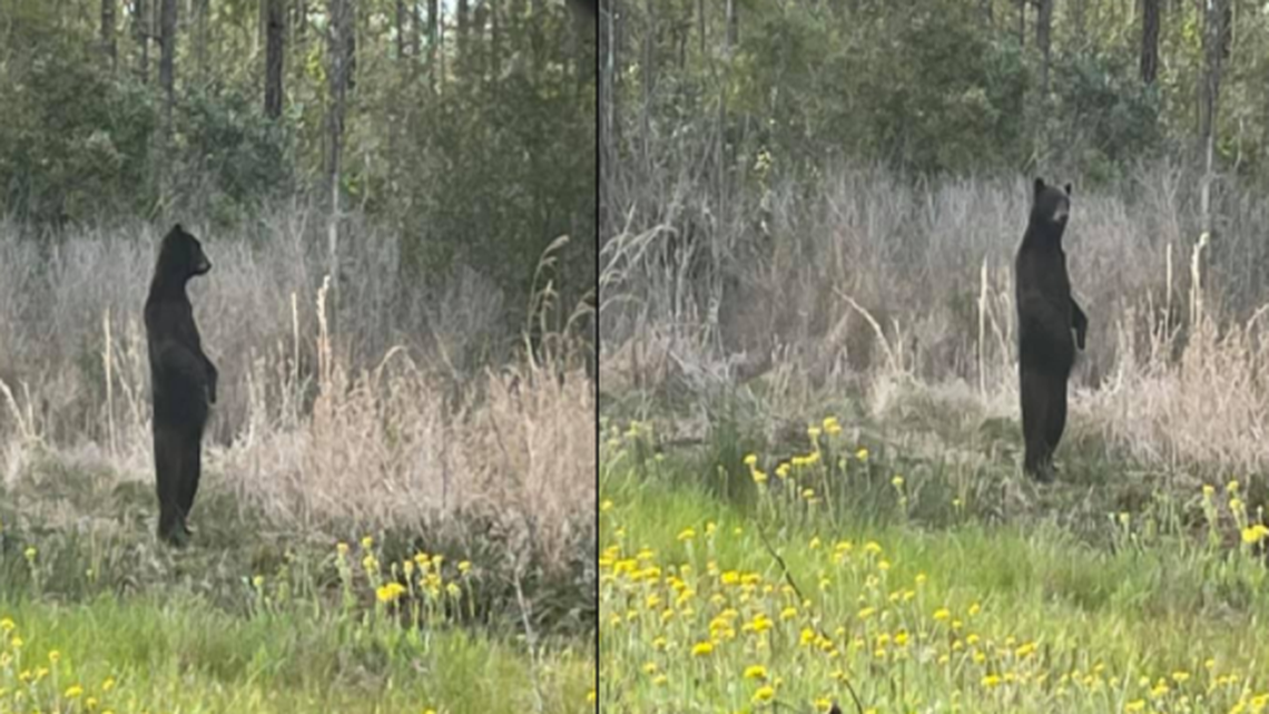 Photos taken of a 5-foot bear in North Carolina’s Pocosin Lakes National Wildlife Refuge show it was acting more human than animal.