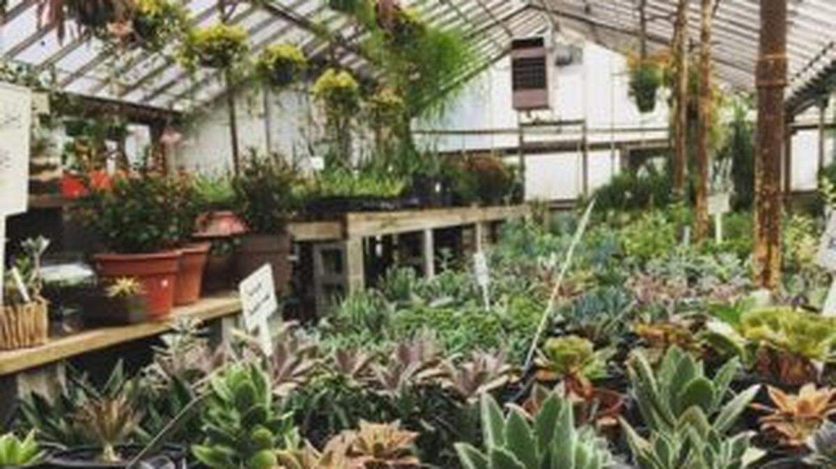 Photo via Oakdale Greenhouses on Facebook