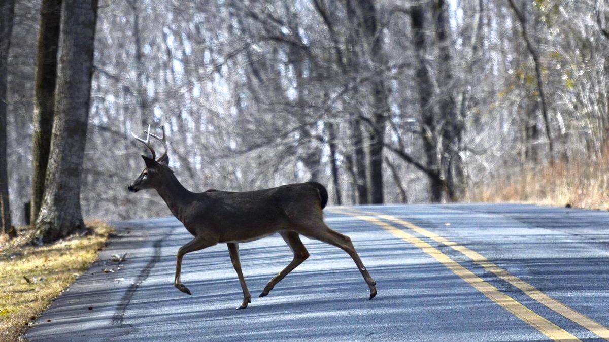 DEER_CHEROKEE_02