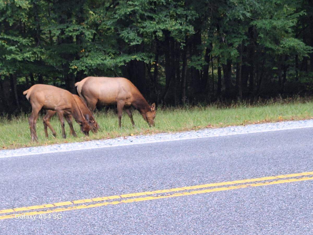 Elk graze along U.S. 441 in Cherokee, NC, on Sept. 7, 2024.
