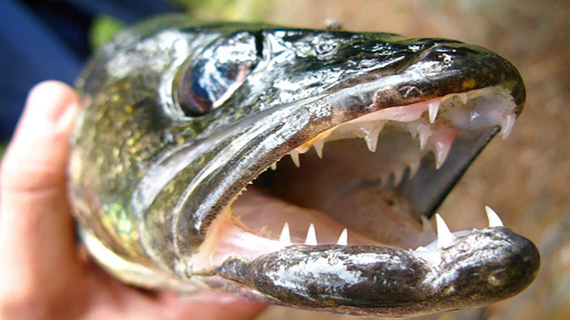 Fish with glowing eyes can vanish in NC lake for months. State seeks answers