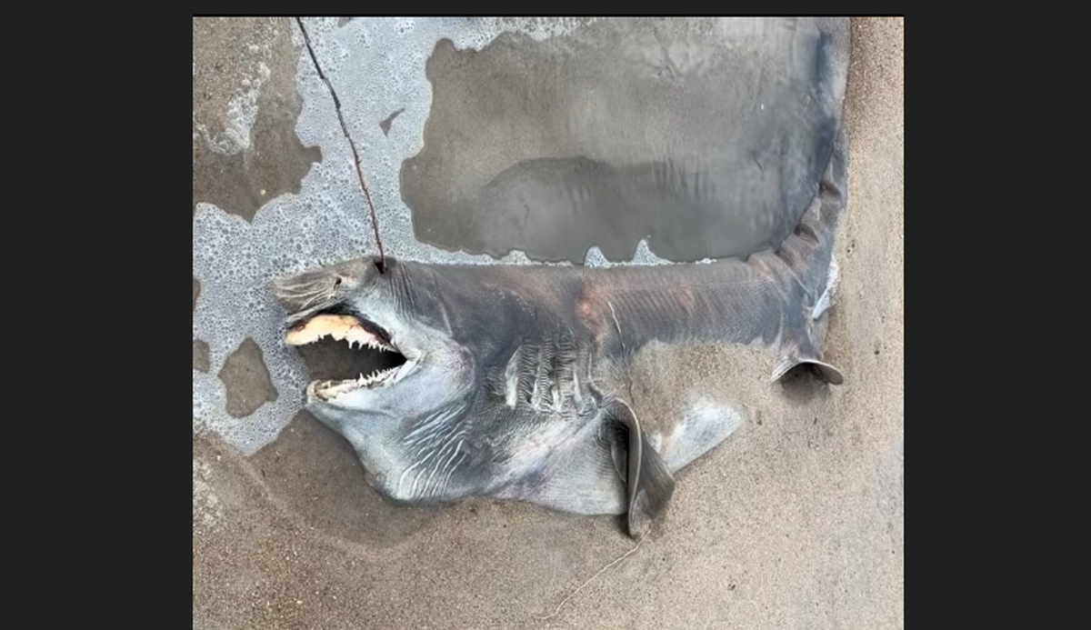 Lynsie McKeown of Virginia found the carcass near Salvo on Hatteras Island. She estimates it was about 5 feet, 9 inches long.