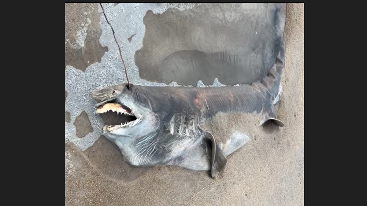 Lynsie McKeown, de Virginia, encontró el cadáver cerca de Salvo, en la isla de Hatteras. Calcula que medía unos cinco pies y nueve pulgadas de largo.