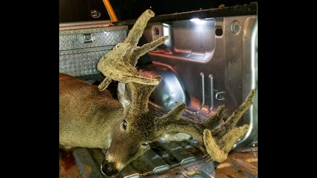 A hunter in west Tennessee is being credited with taking down a cryptorchid buck after three years of playing cat and mouse with the rare creature, according to the Tennessee Wildlife Resources Agency.