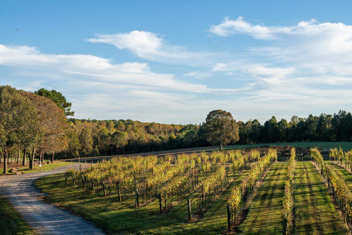 Explore Davesté Vineyards.