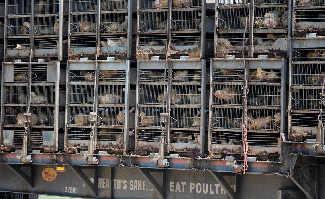 A truck hauling live chickens leaves a farm on the way to a processing plant in Lumber Bridge, N.C.