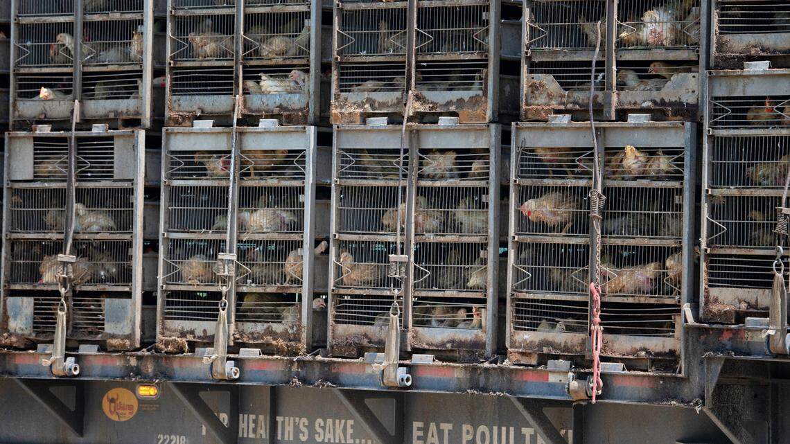 National journalism group honors two NC McClatchy investigative reporting projects