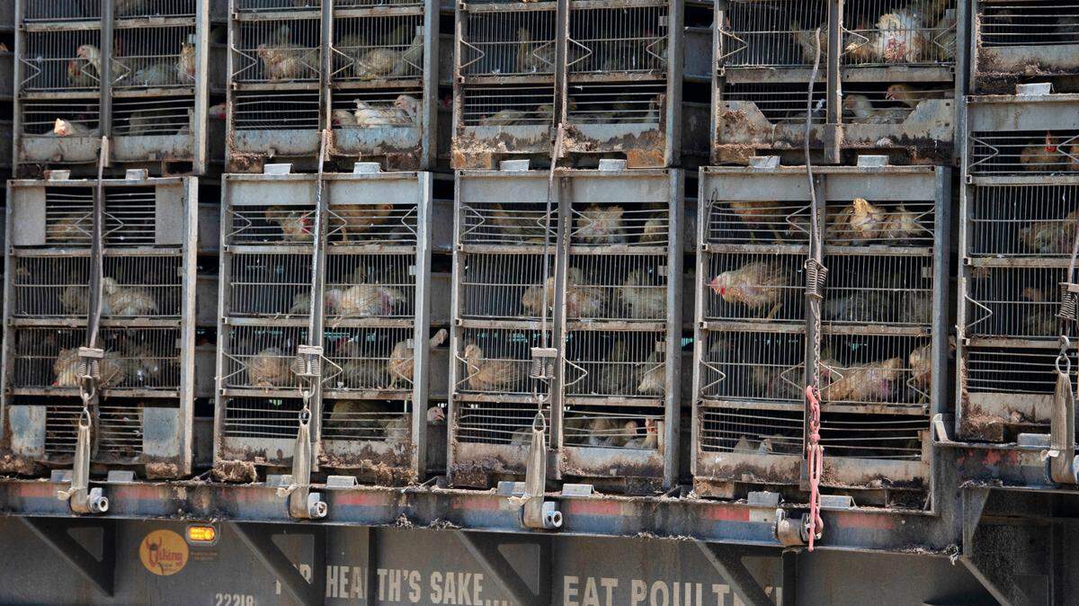 National journalism group honors two NC McClatchy investigative reporting projects