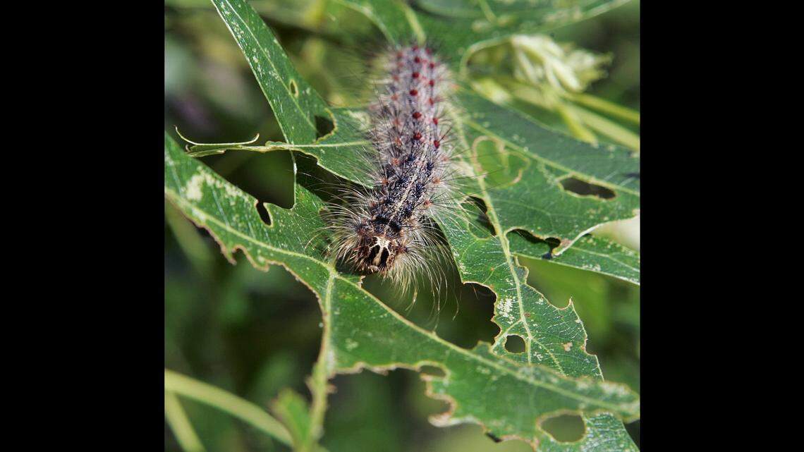 A gypsy moth caterpillar crawls along a partially eaten leaf, one reason they are considered a threat to the nation’s forests.