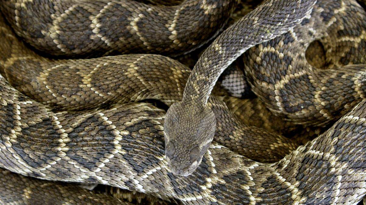 A snake, not the one pictured, was shot and killed by a police officer after it coiled itself around a man’s neck, police say.