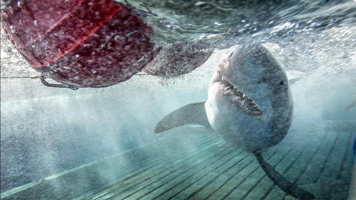 Researchers are attaching PSAT tags to the dorsal fins of great white sharks to track their “hidden lives” beneath the surface. One tag was recently recovered off North Carolina’s Outer Banks.