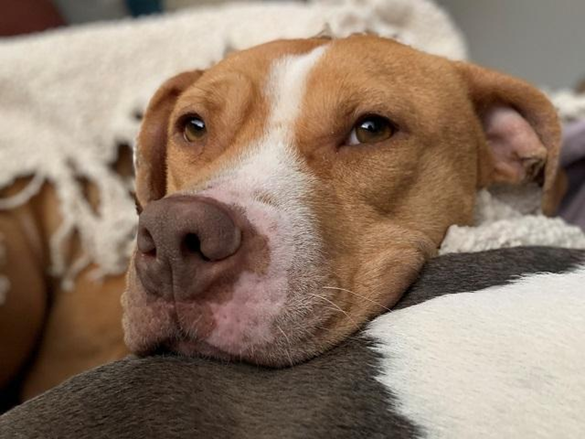 Adelie is a pet available for adoption at Mecklenburg County Animal Care & Control.