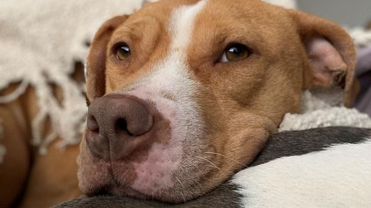 Adelie is a pet available for adoption at Mecklenburg County Animal Care & Control.