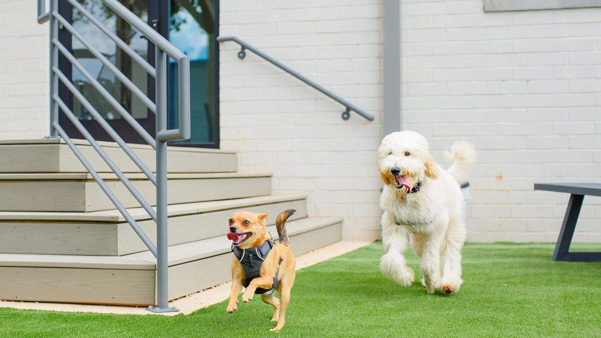 Skiptown now offers dog training, along with boarding, daycare and other services.