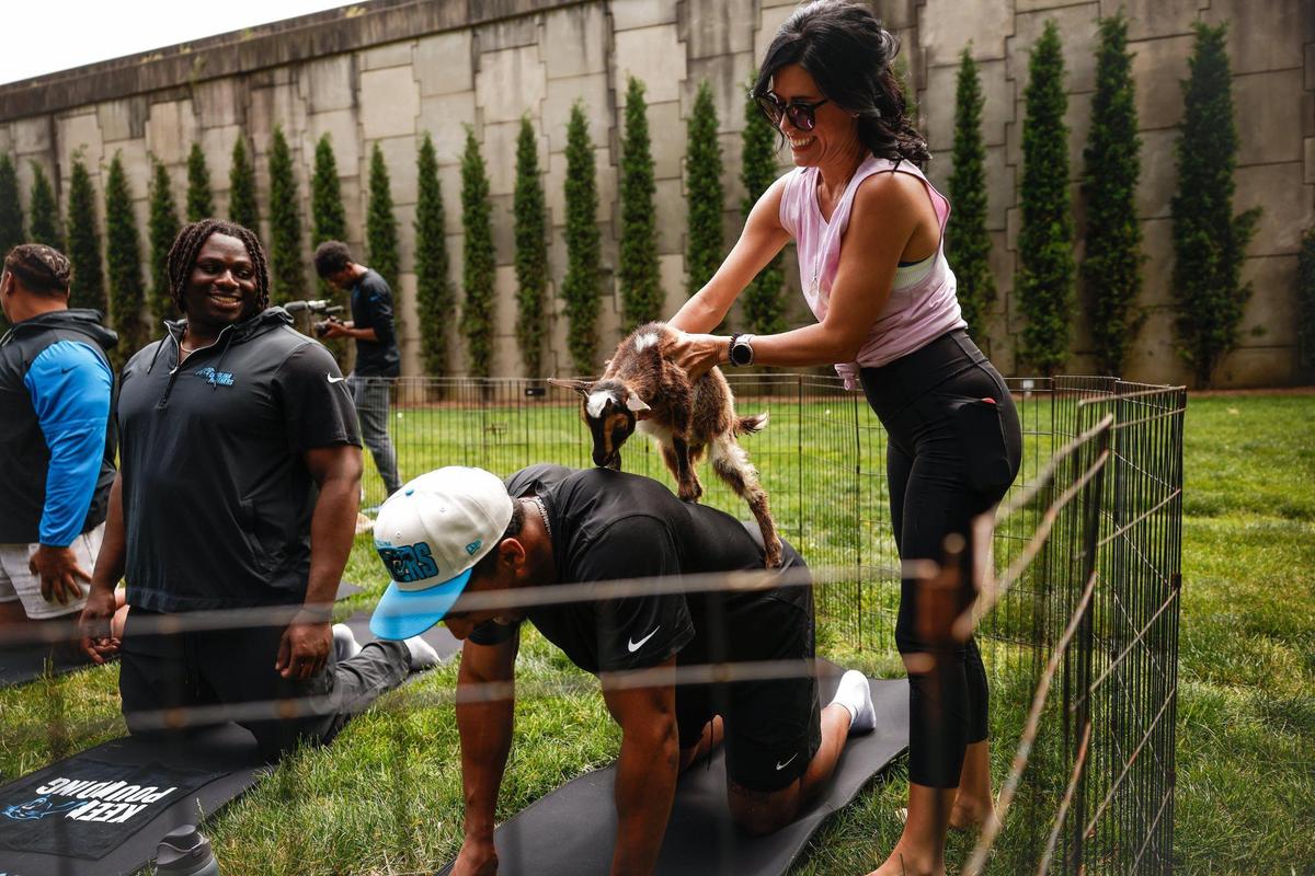 Yoga instructor Licy Ellenburg, right, places a goat on the back of Panthers running back Chuba Hubbard during goat yoga on Monday at Bank of America Stadium. The Panthers brought in the goats from Zen Hooves as part of mental health awareness month.