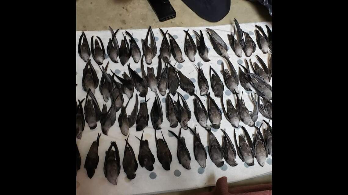 Rescuers rush to save birds that hit NASCAR Hall of Fame, as theories emerge on cause