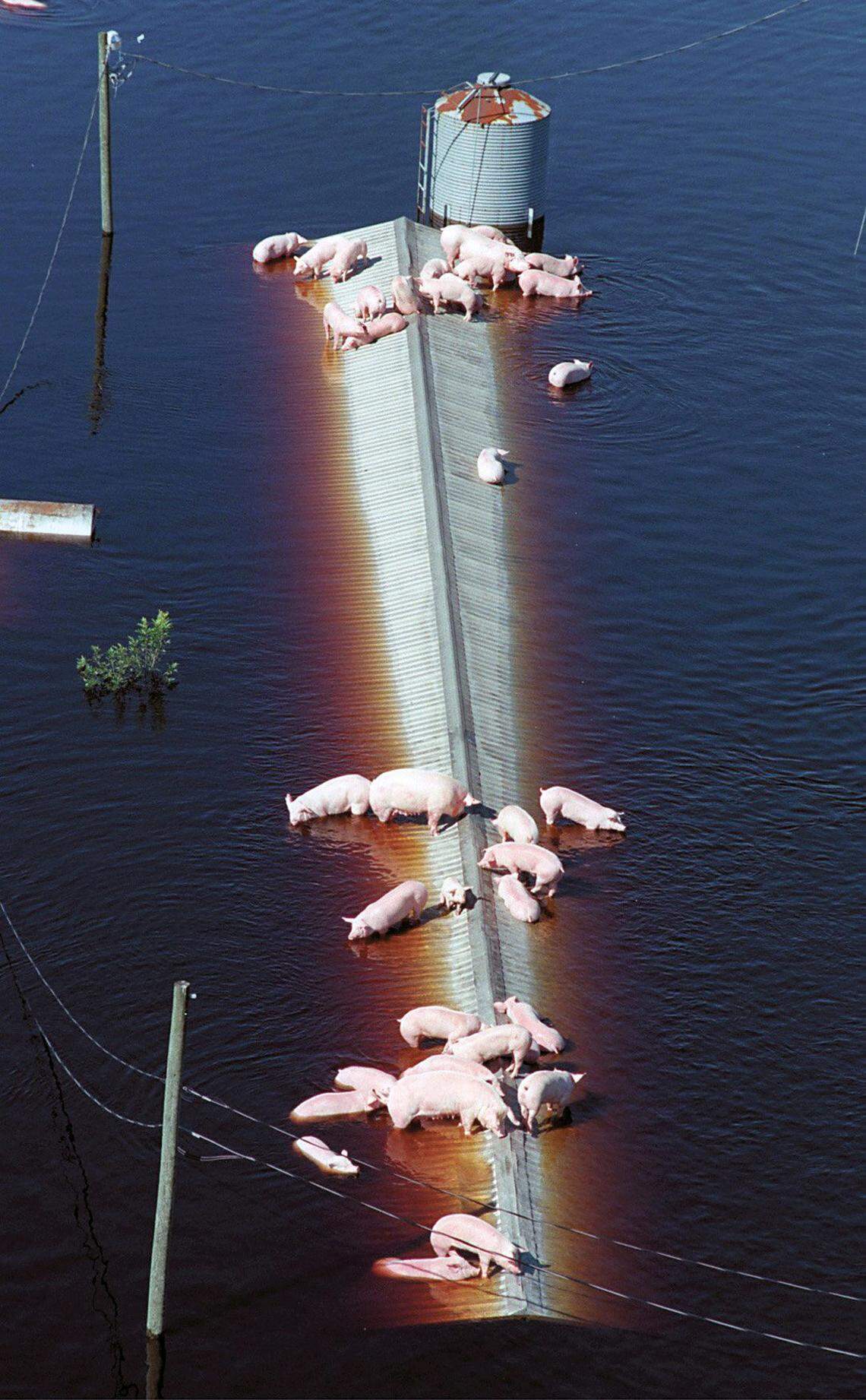 Following Hurricane Floyd in 1999, hogs waited for rescue on a hog barn near Trenton, N.C. as flood waters from the Neuse River inundated a farm.