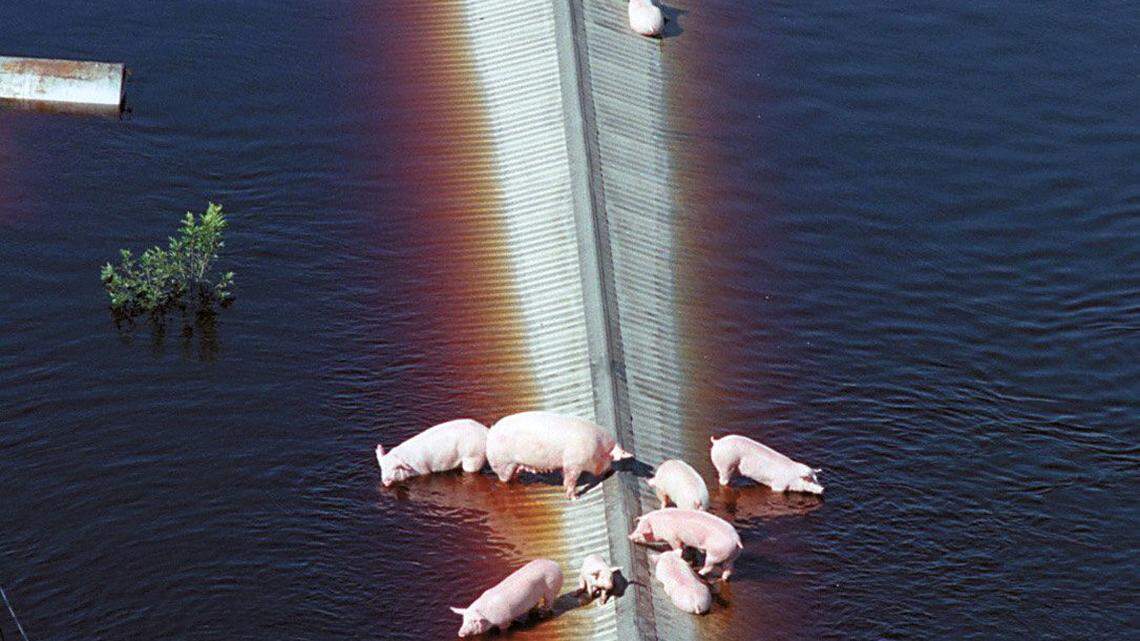 From Boss Hog to Big Poultry: North Carolina’s big question remains the same