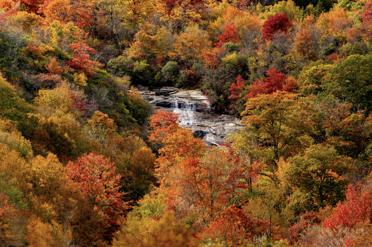 Fall foliage aerial view.