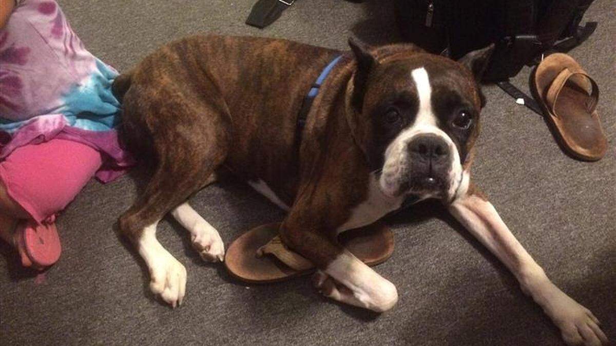Two men were arrested Wednesday in connection to an armed robbery of a woman whose truck was stolen in Matthews with her dog inside.