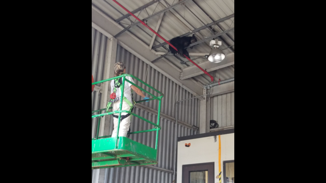 A bear defied logic and got stuck in the ceiling rafters of a Virginia manufacturing plant, according to the Virginia Department of Wildlife Resources.